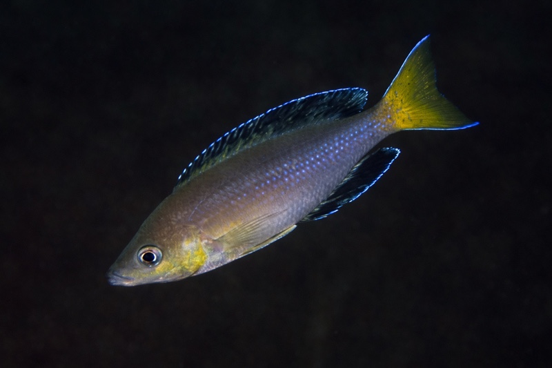 Cyprichromis sp. 'leptosoma jumbo' Kombe